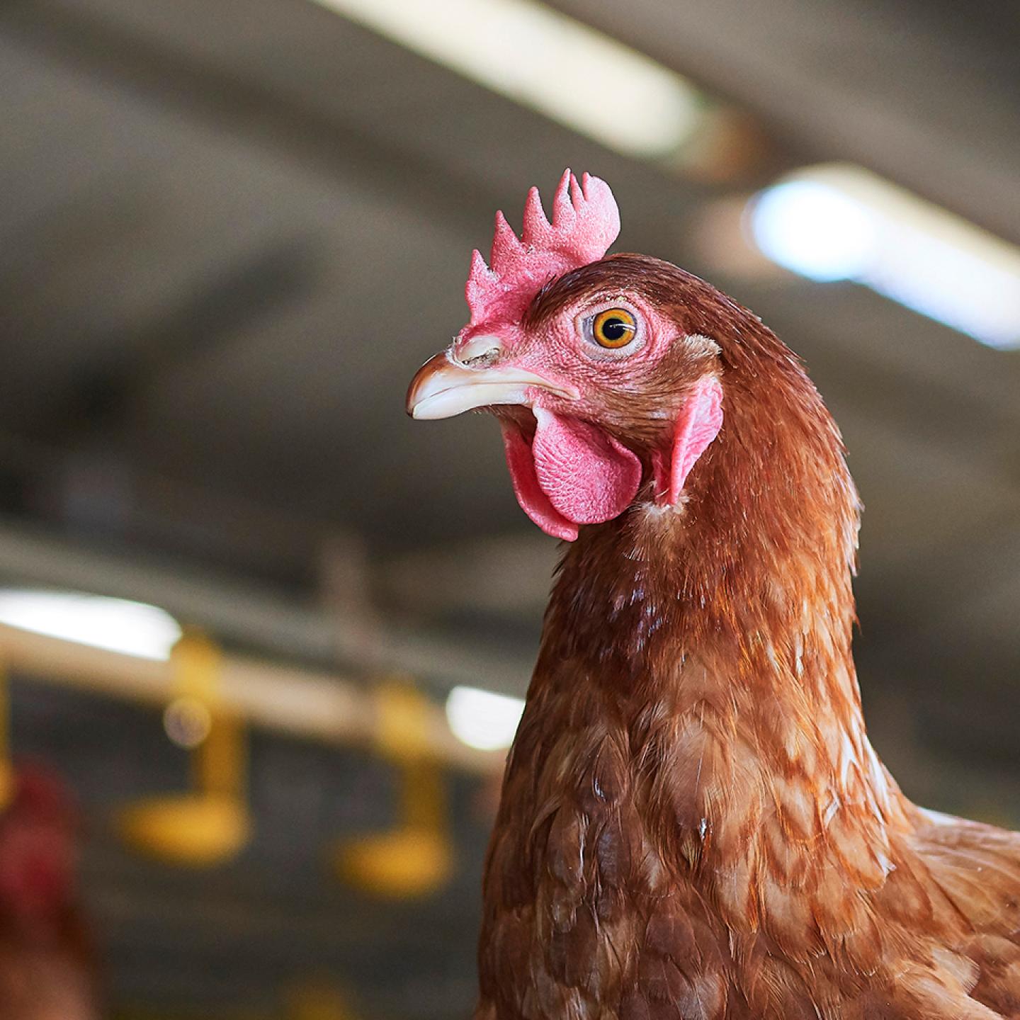 الصفحة الرئيسية